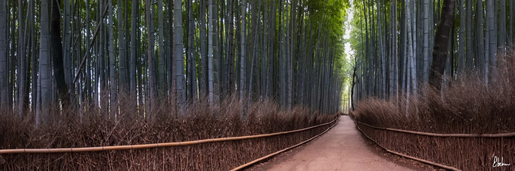 BAMBOO FOREST 31