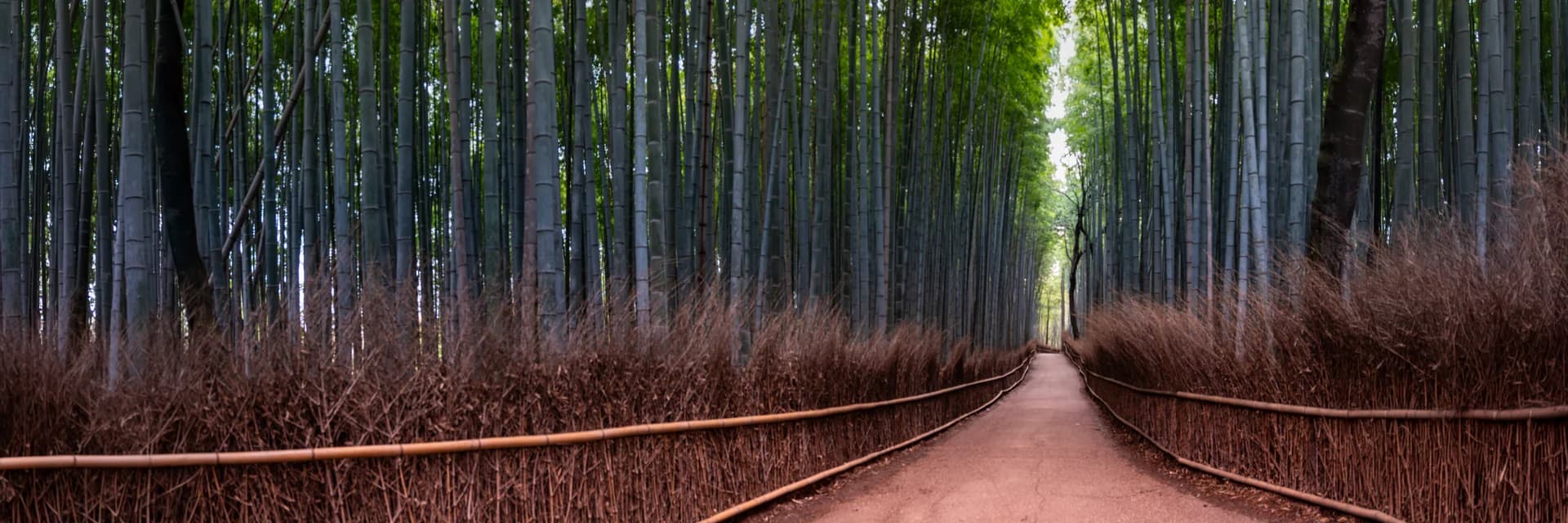 BAMBOO FOREST 31