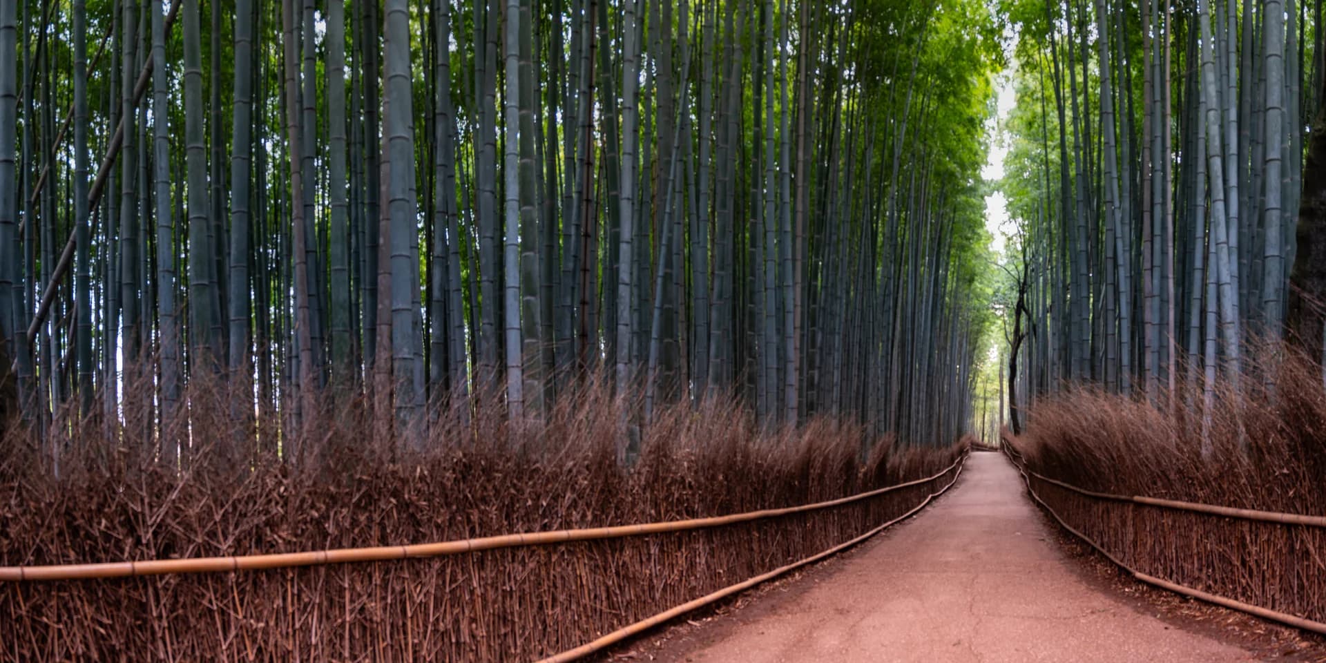 BAMBOO FOREST