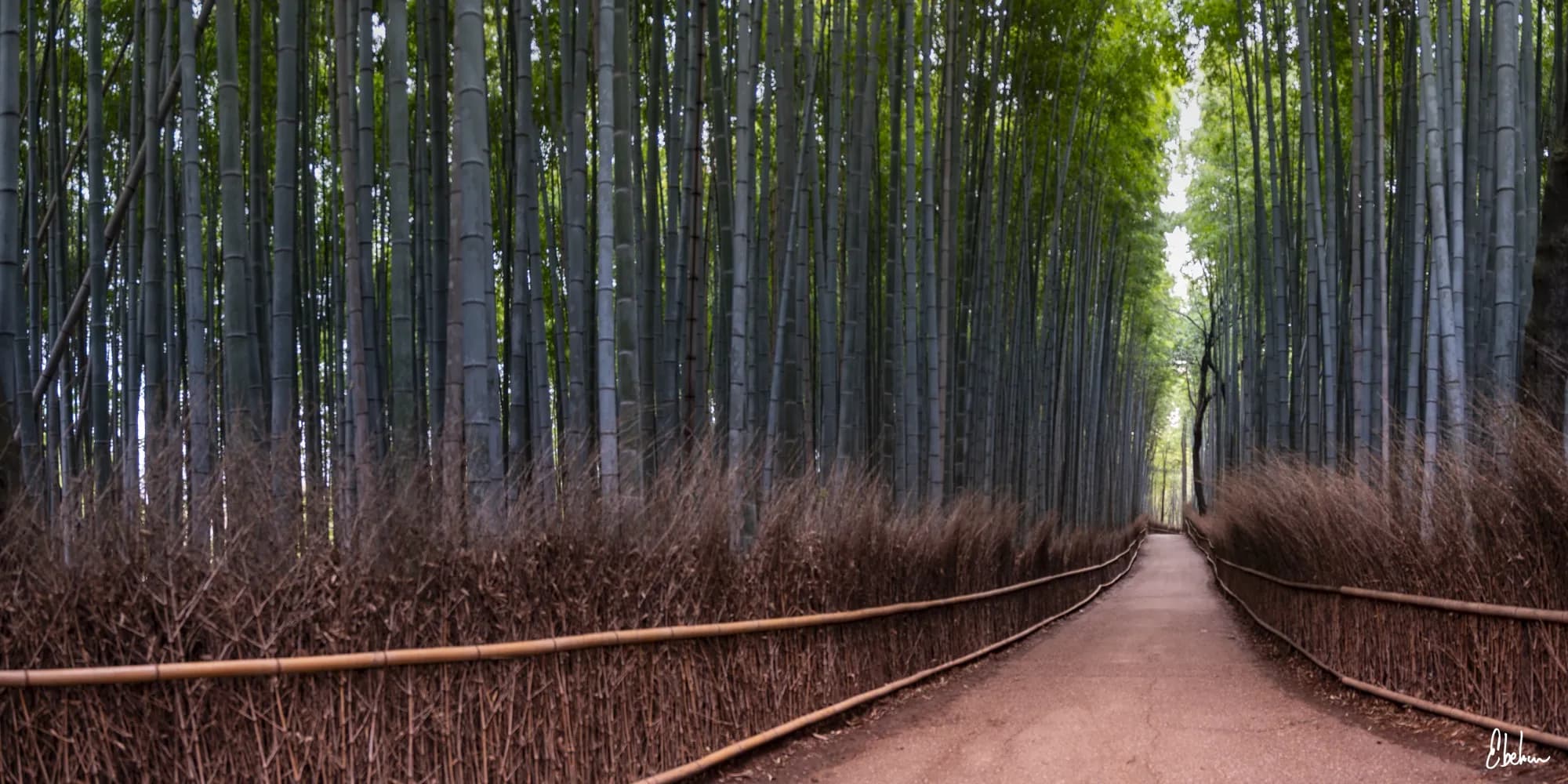 BAMBOO FOREST
