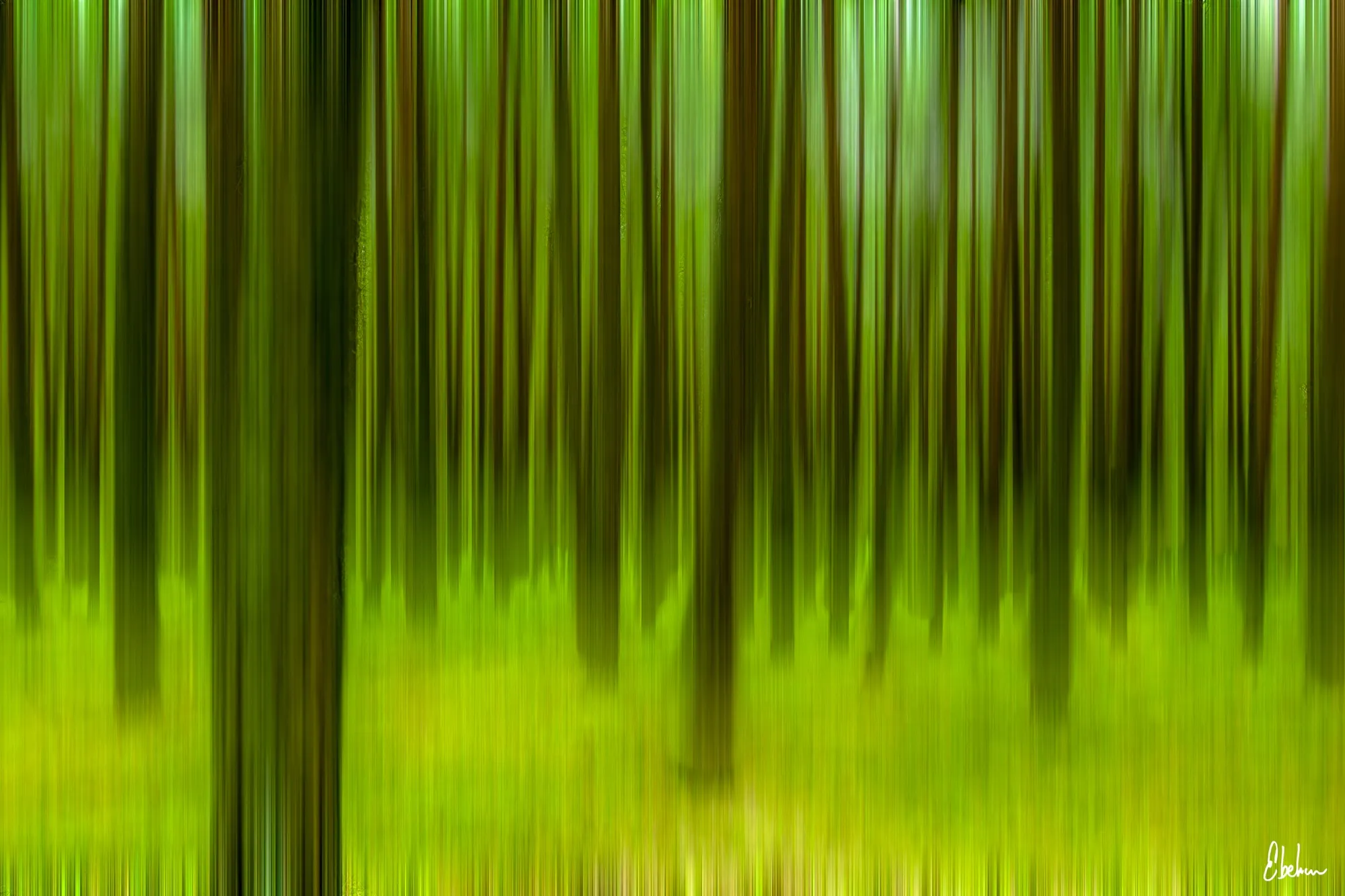 BOSQUE ENCANTADO