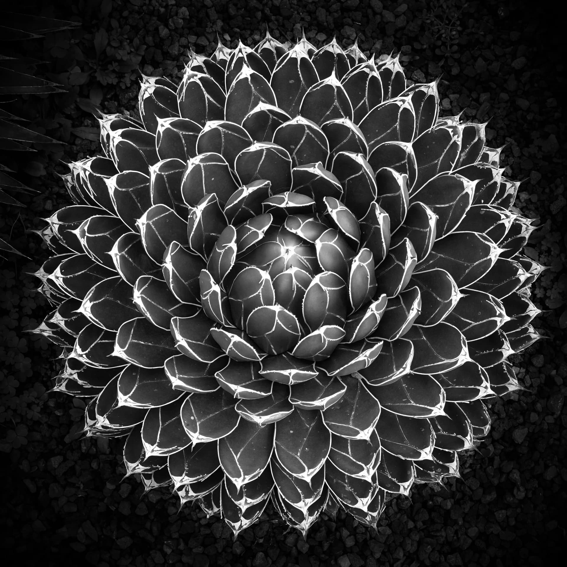 CACTUS 2