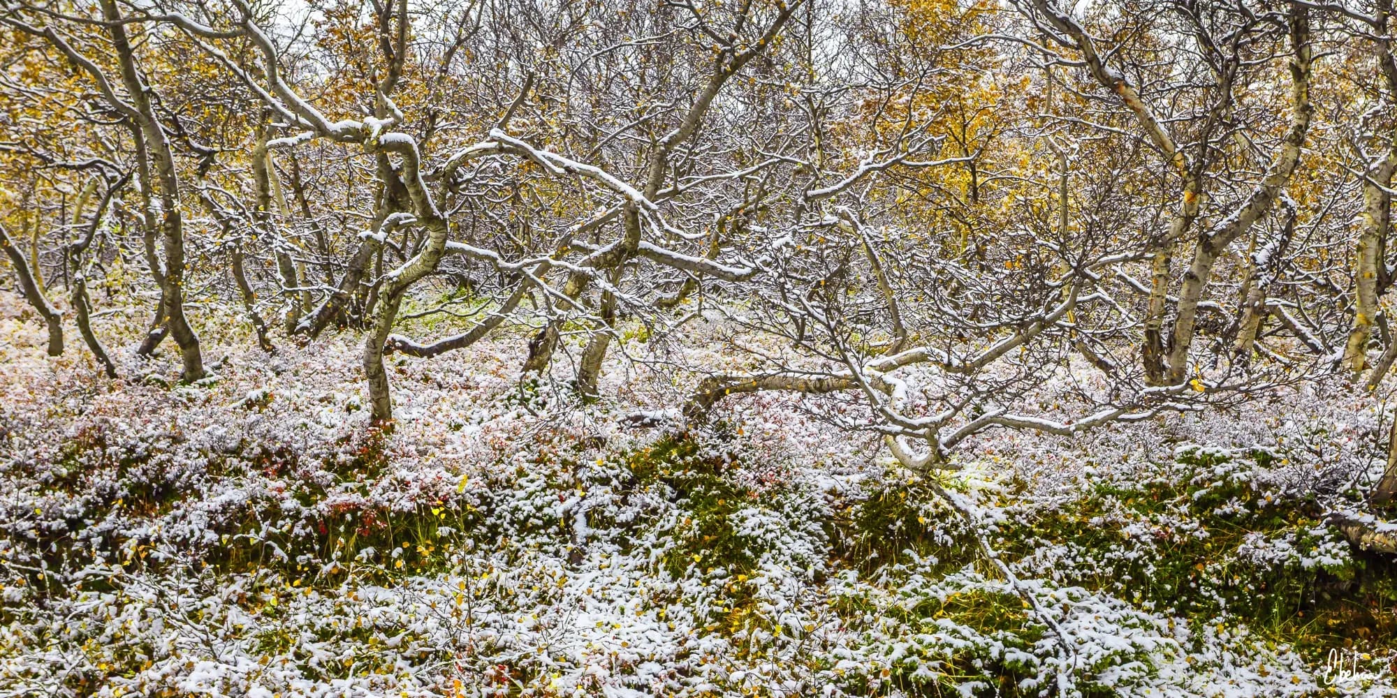 FROSEN FOREST
