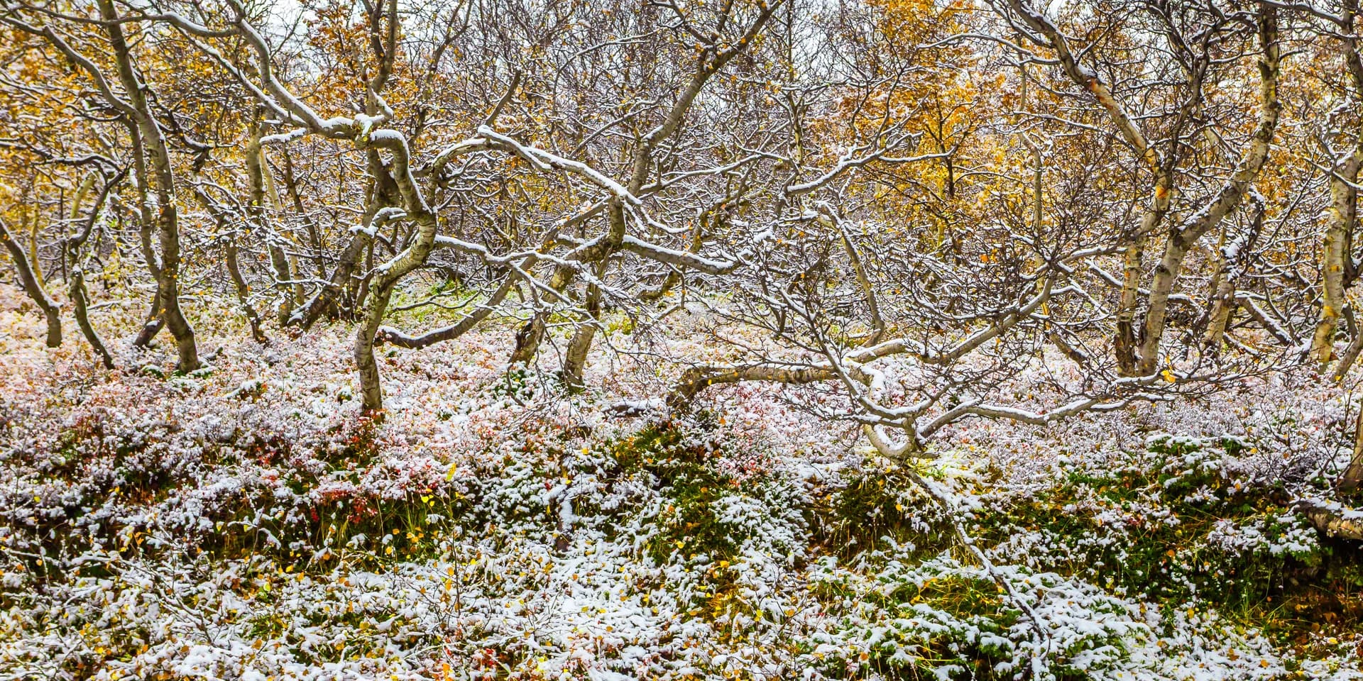 FROSEN FOREST