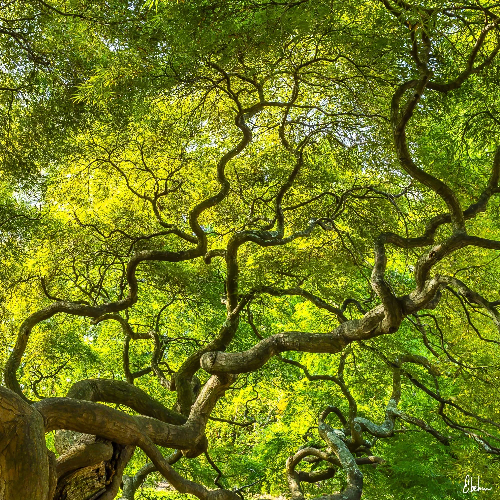 GREEN MAPLE TREE