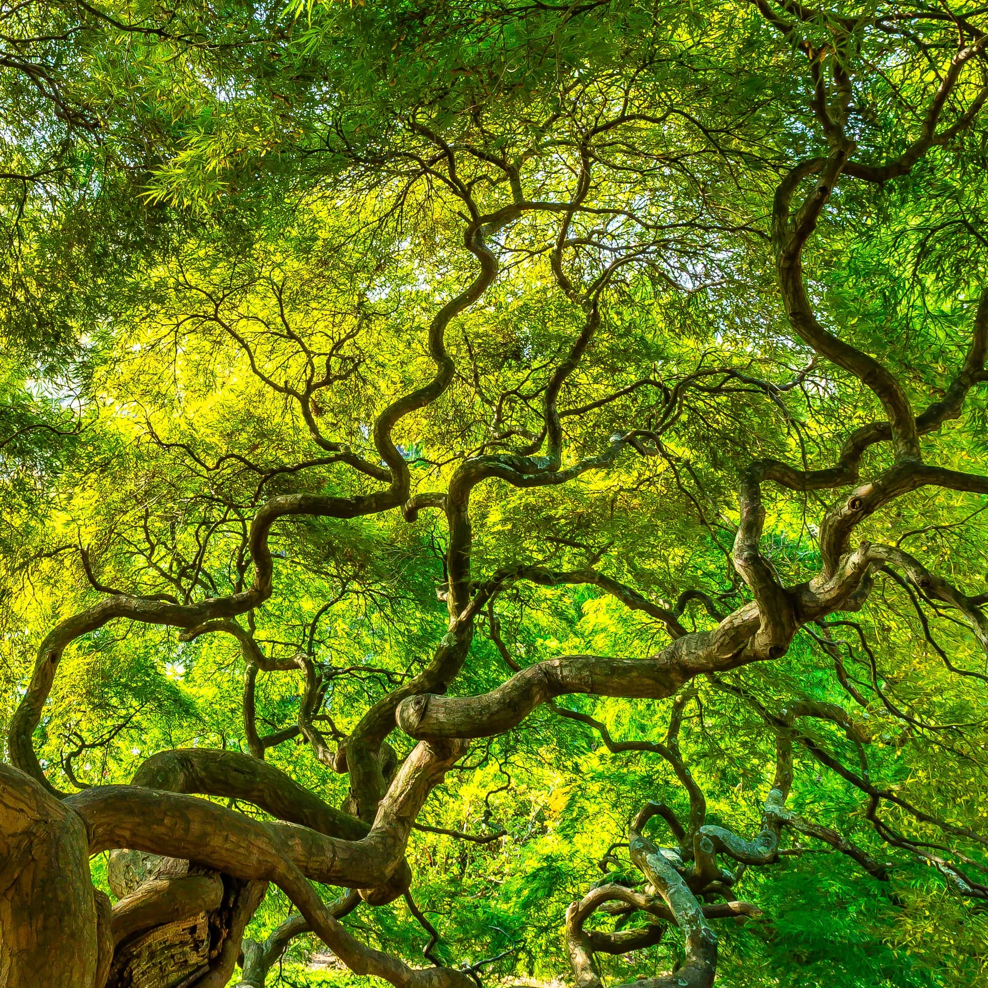 GREEN MAPLE TREE