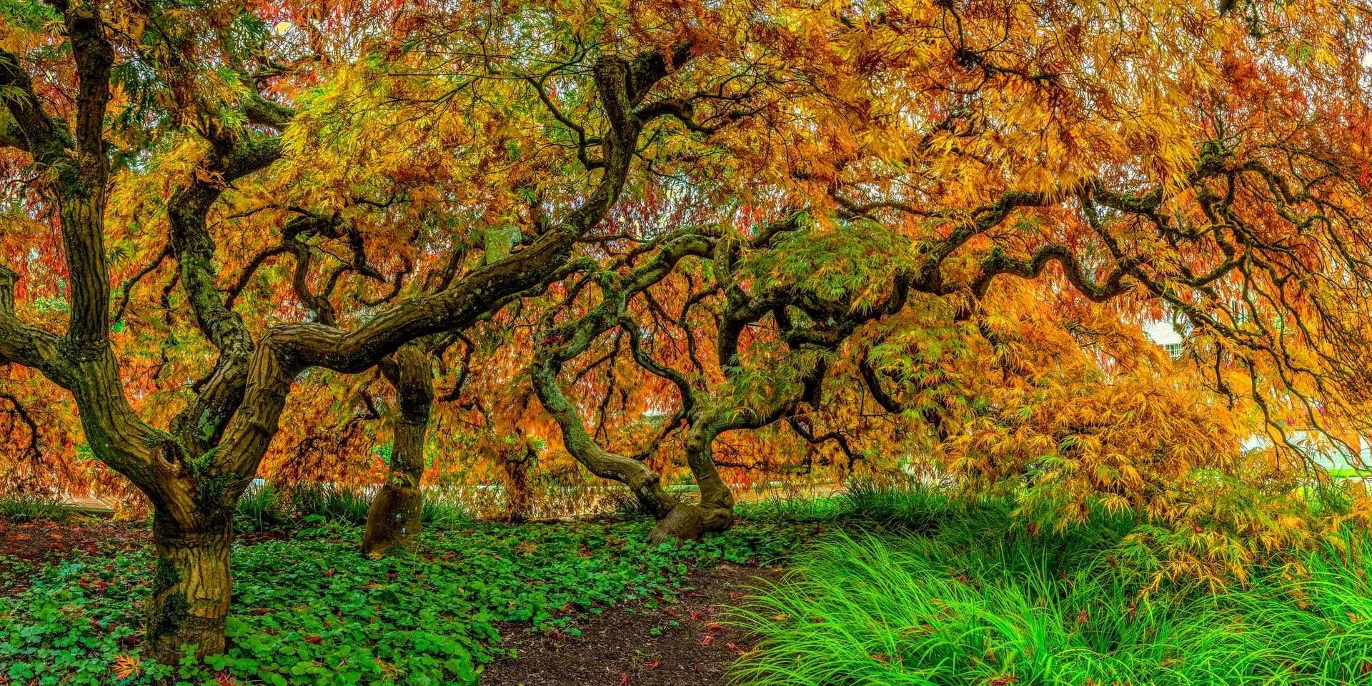 LADRONES DEL MAPLE 01
