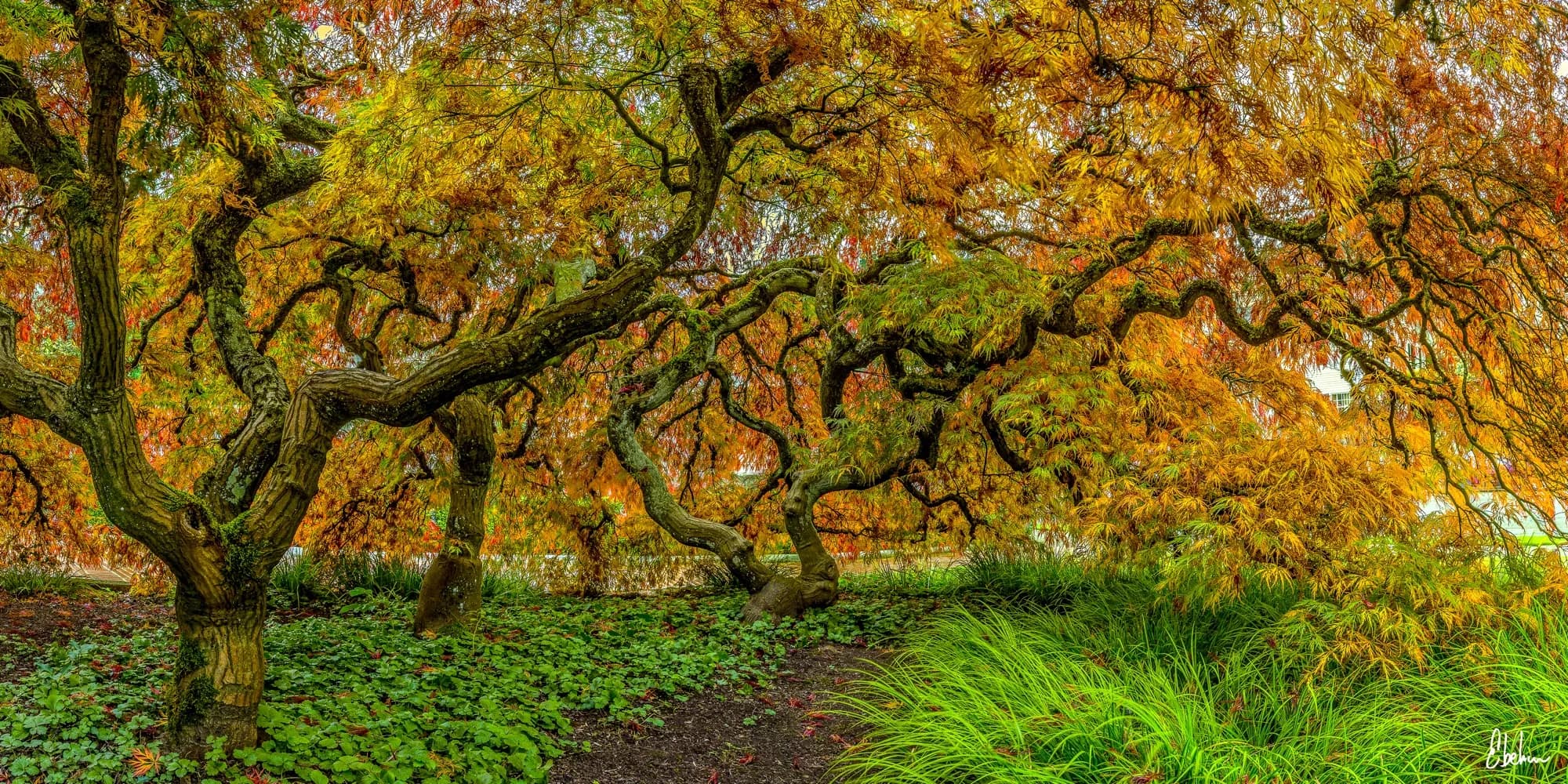 LADRONES DEL MAPLE 01