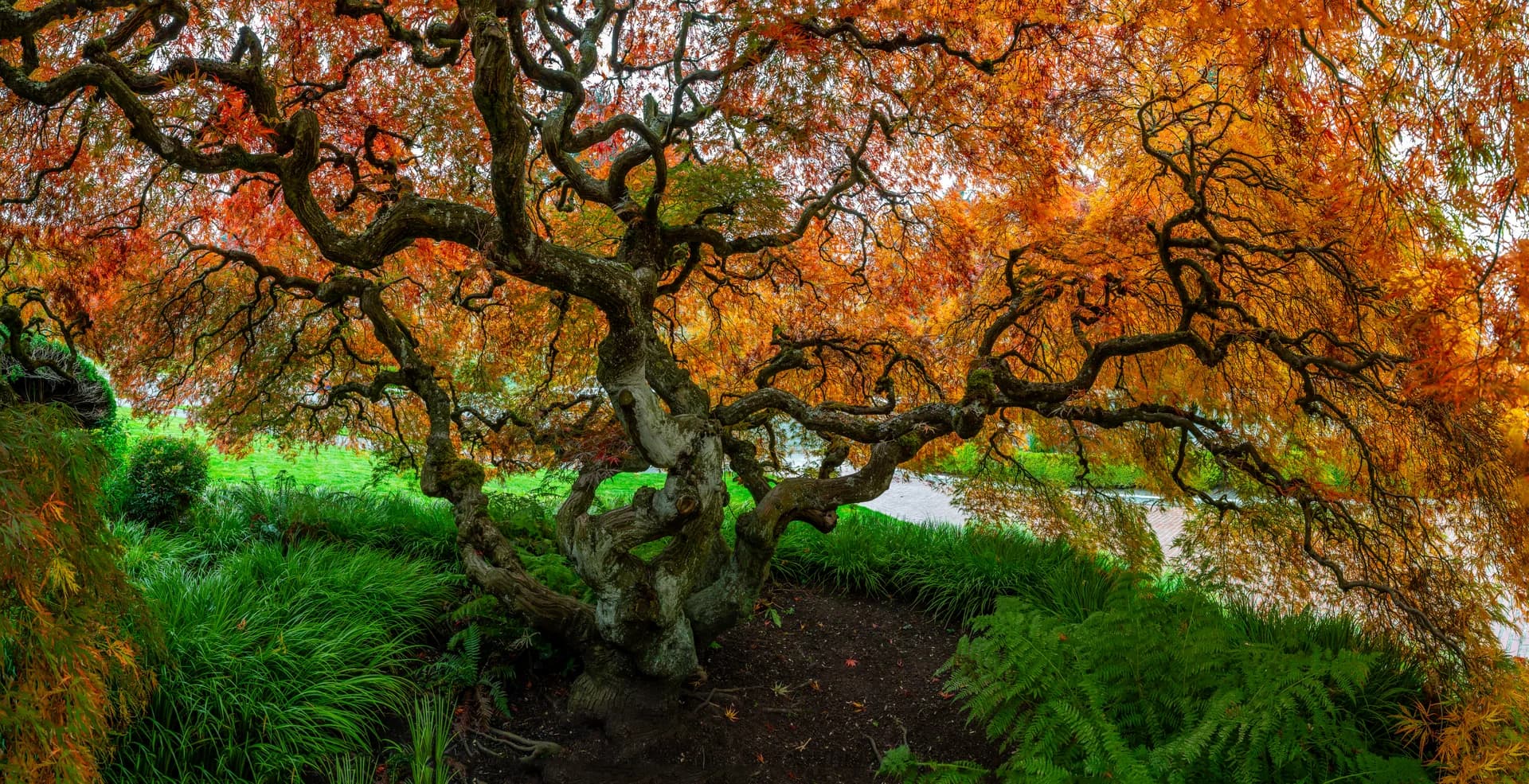 LADRONES DEL MAPLE 02