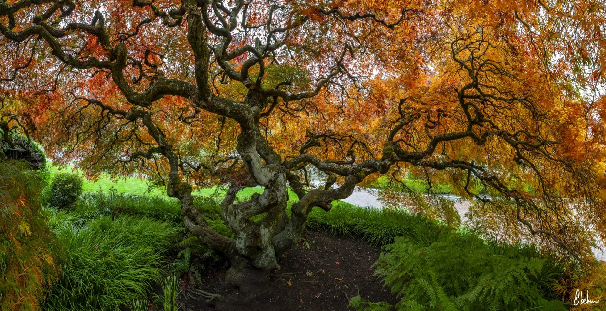 LADRONES DEL MAPLE 02