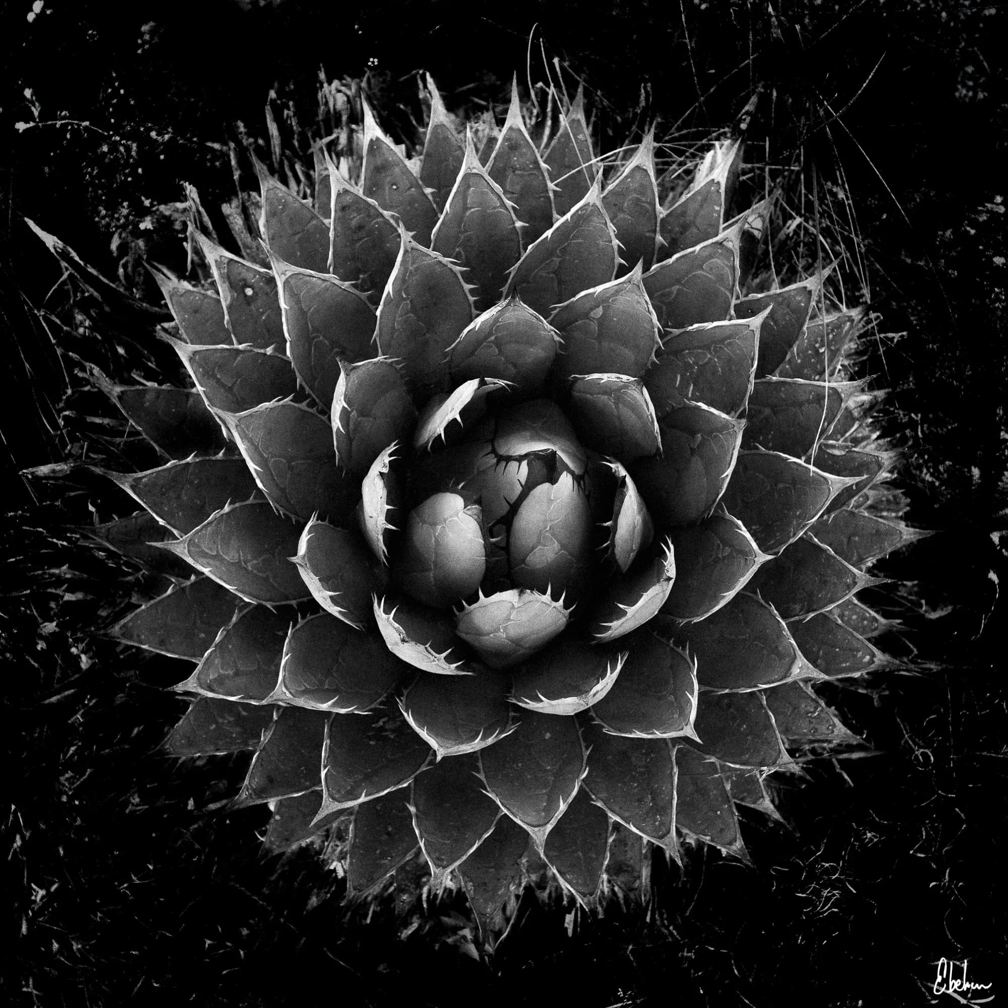 MAGUEYES 2
