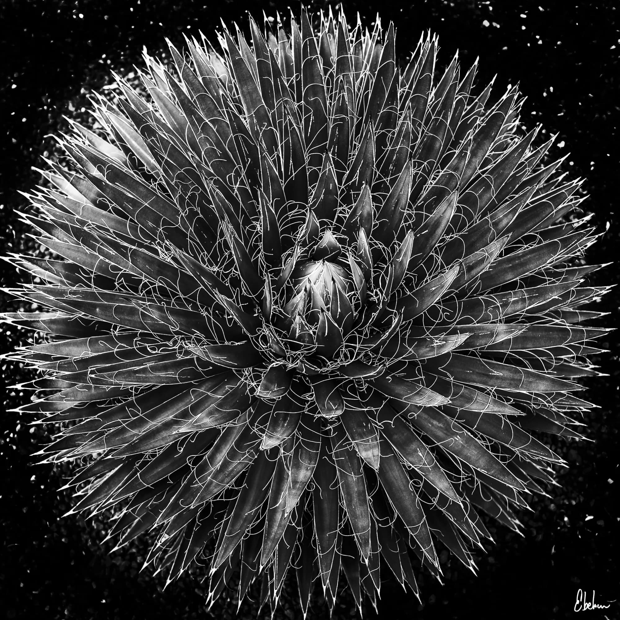 MAGUEYES 3