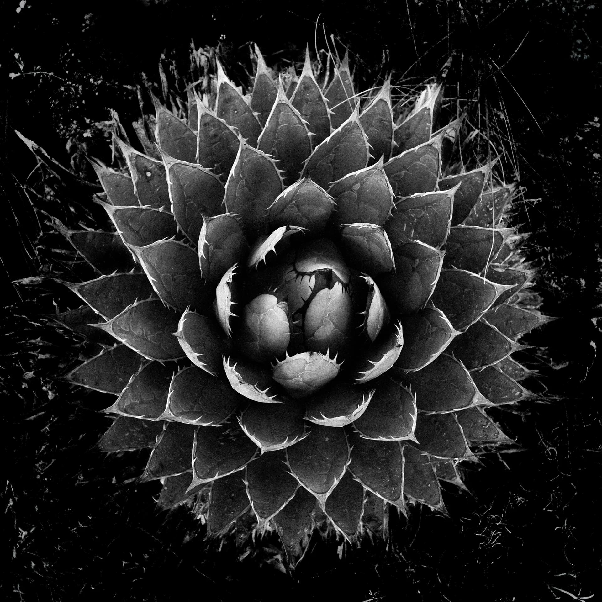 MAGUEYES 2