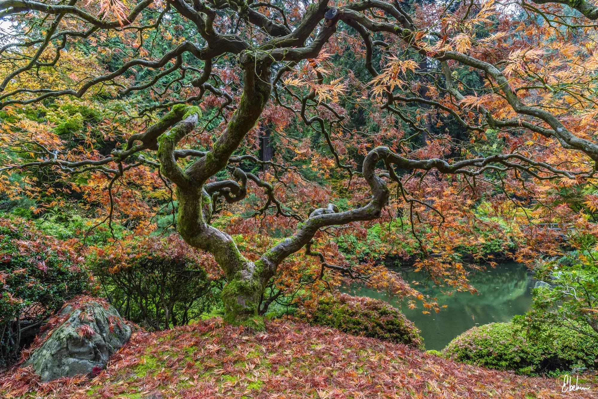 MAPLE TREE