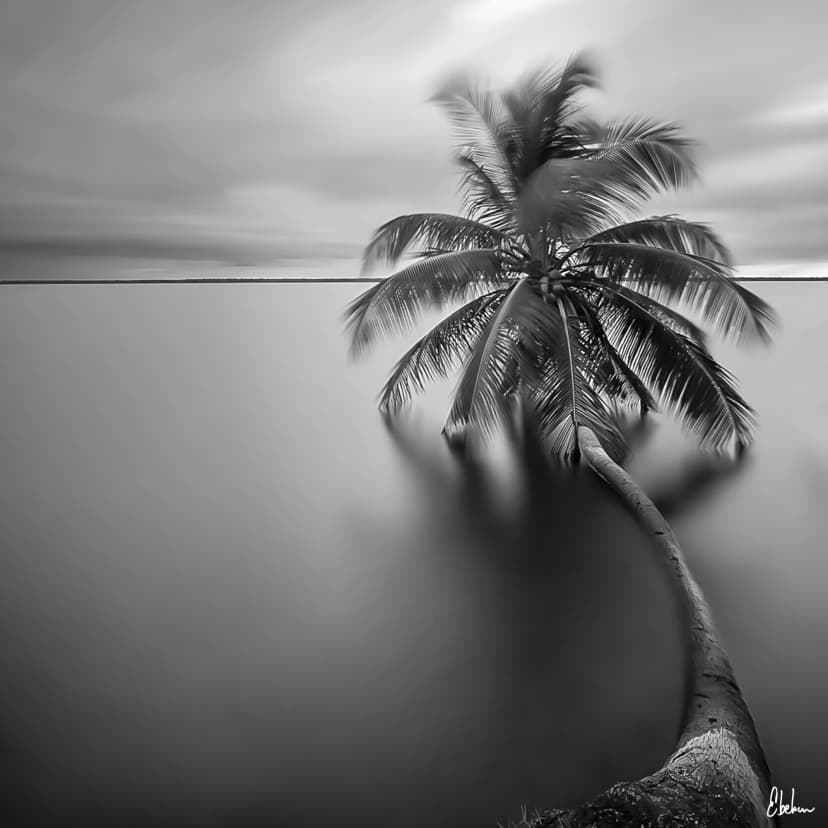 PALM ON ICE