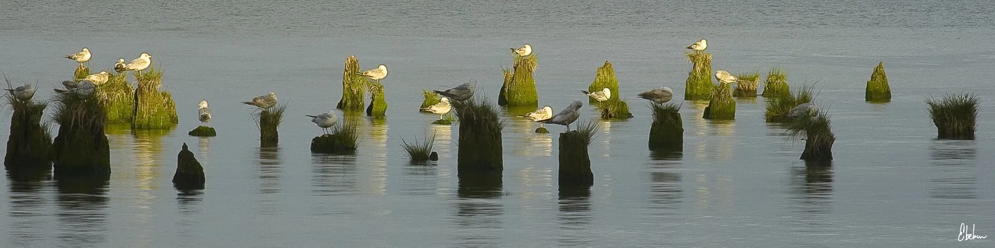 PALOMAS