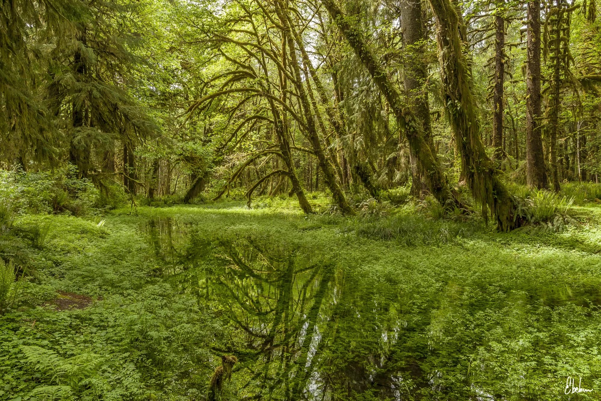RUBY TRAIL