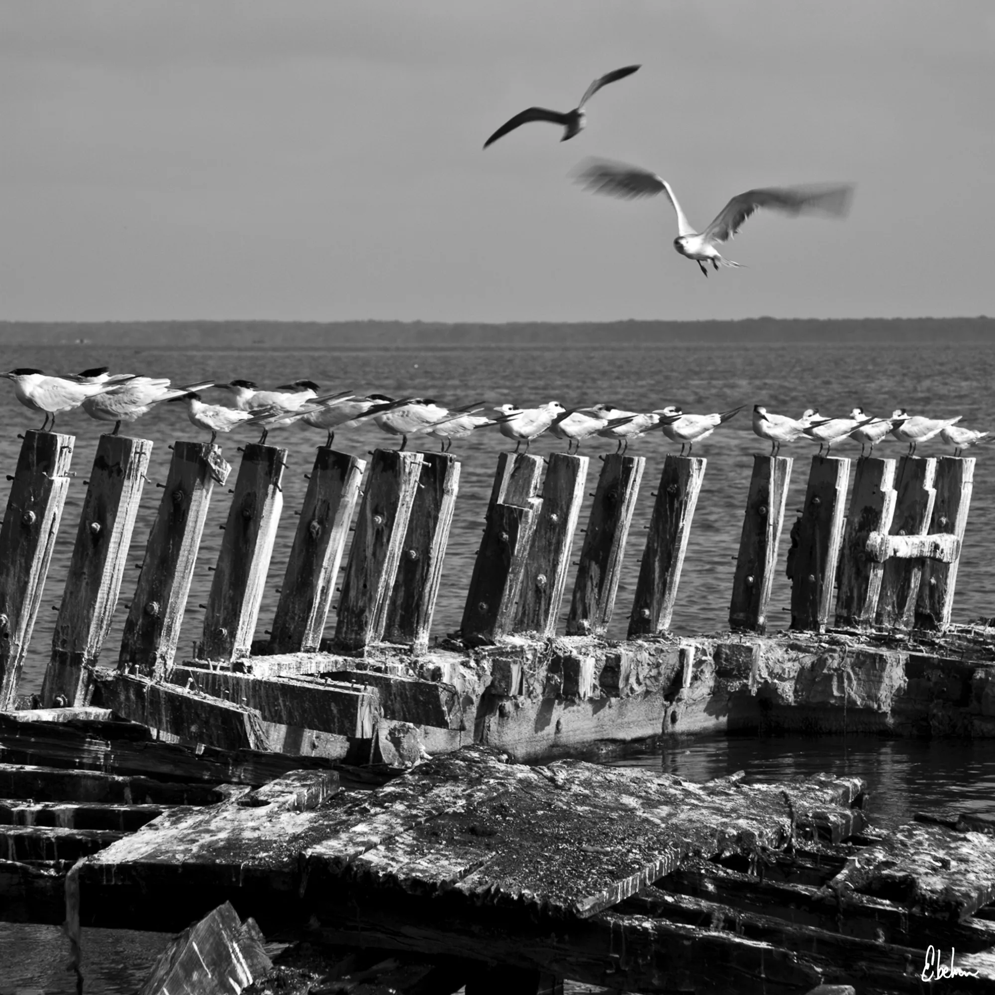 SEA CARRIER