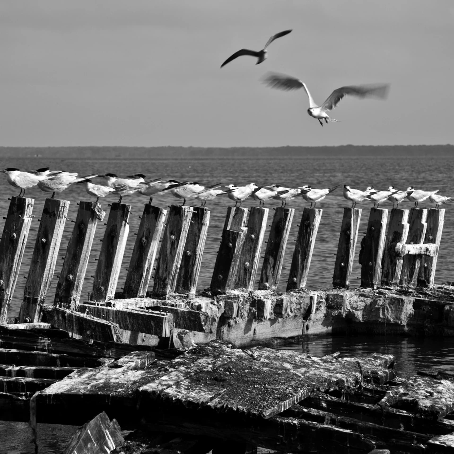 SEA CARRIER