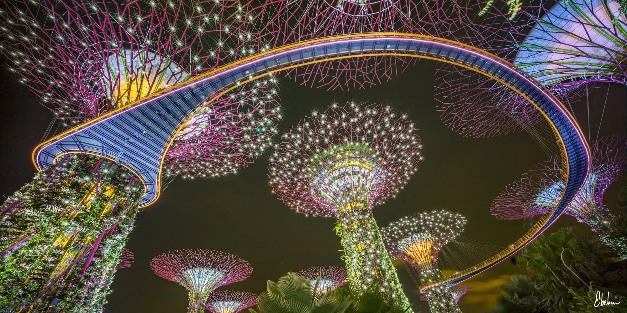 SINGAPORE TREES