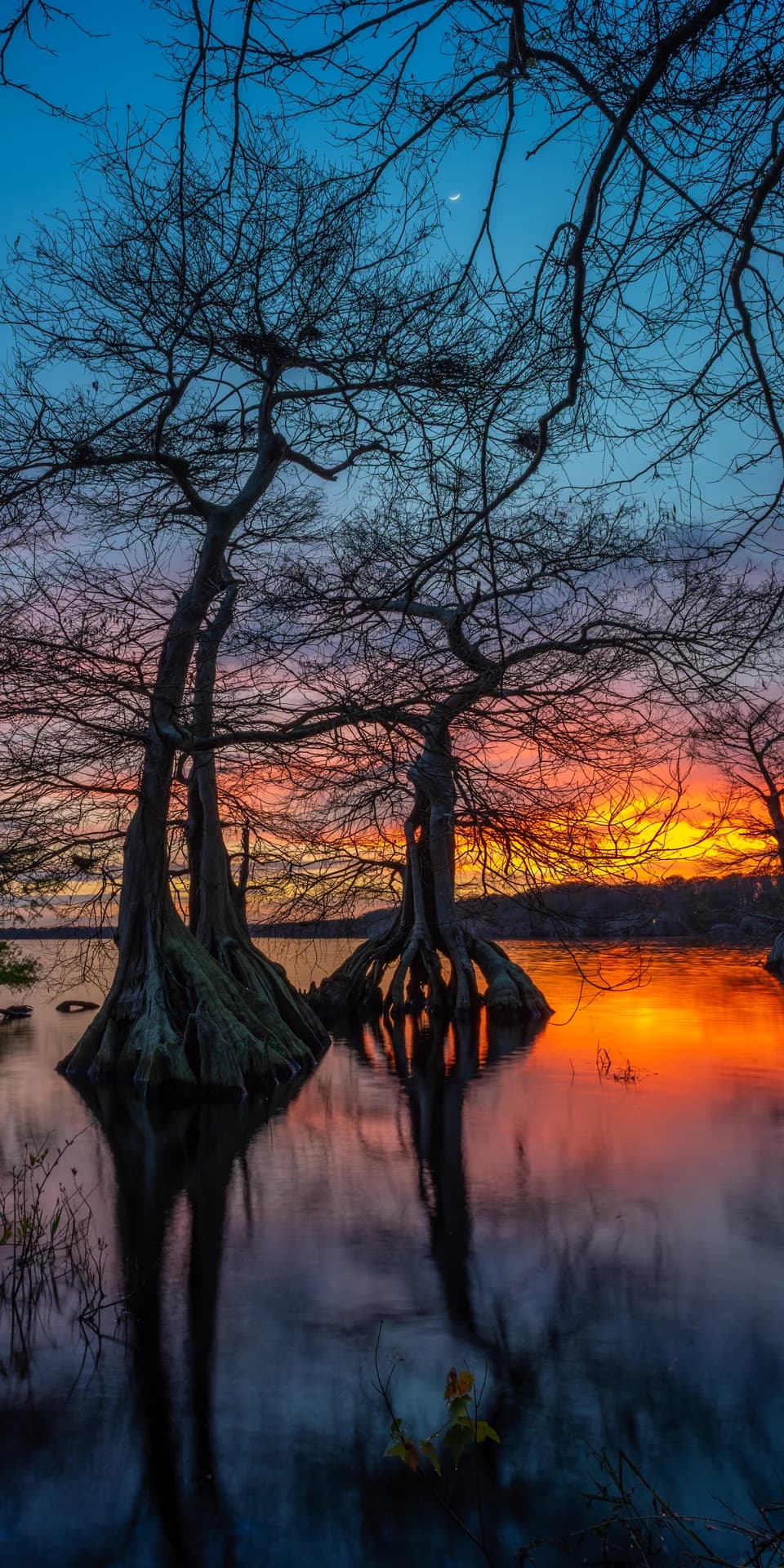 SUNSET TREES