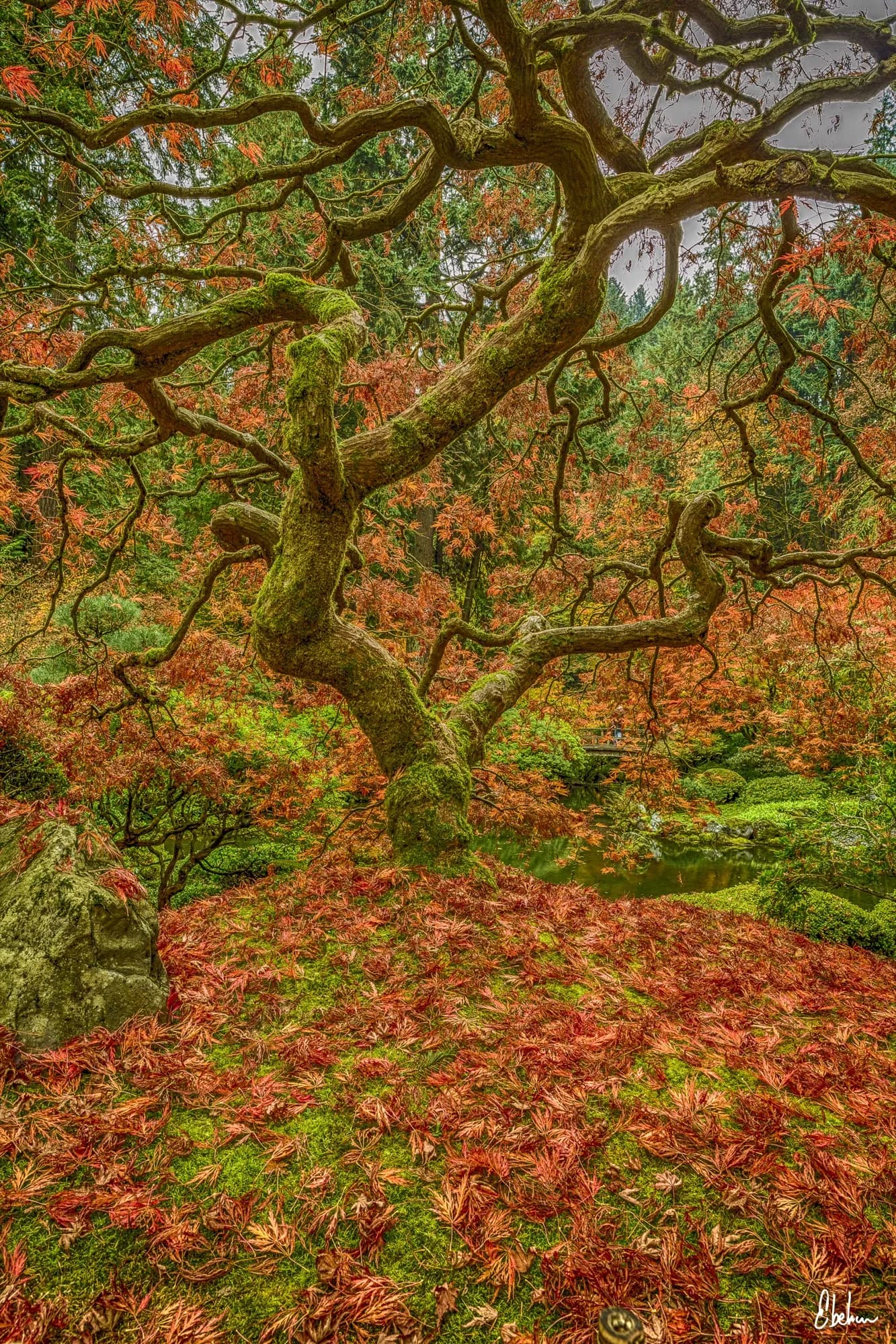 THE TREE HDR