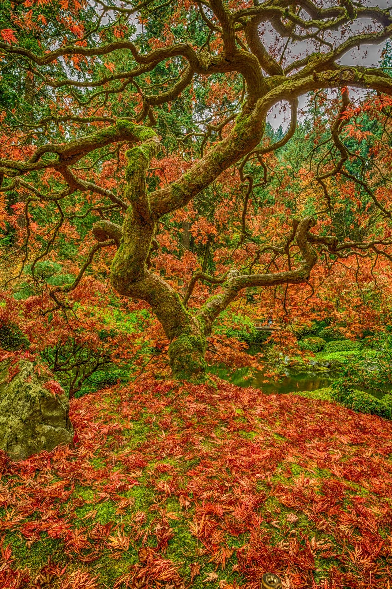 THE TREE HDR