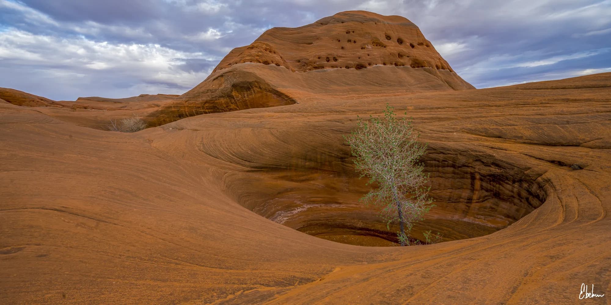 TREE IN THE HOLE