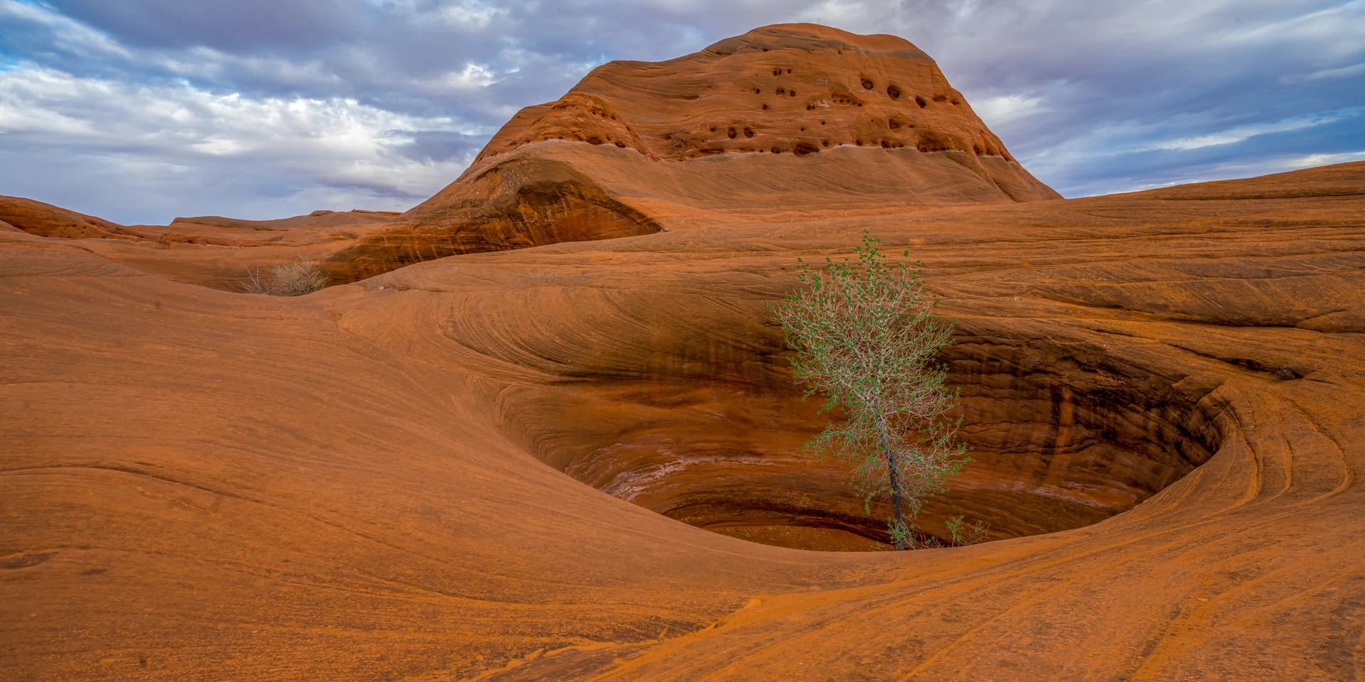 TREE IN THE HOLE