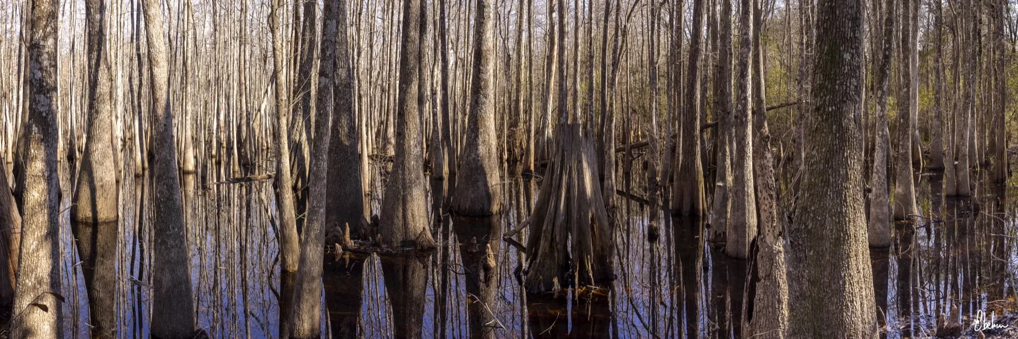 TREES PANO 1