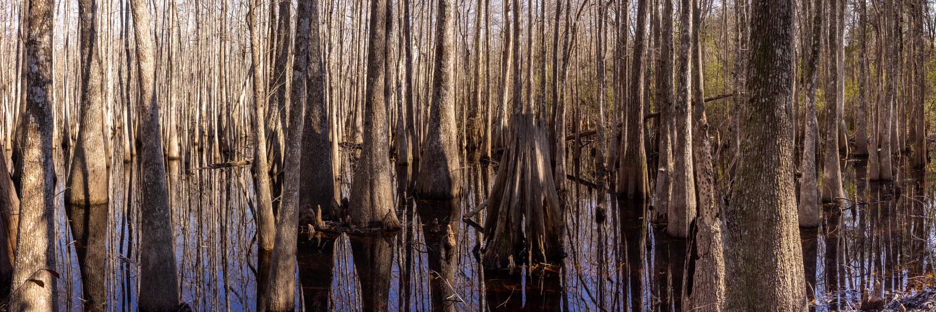 TREES PANO 1