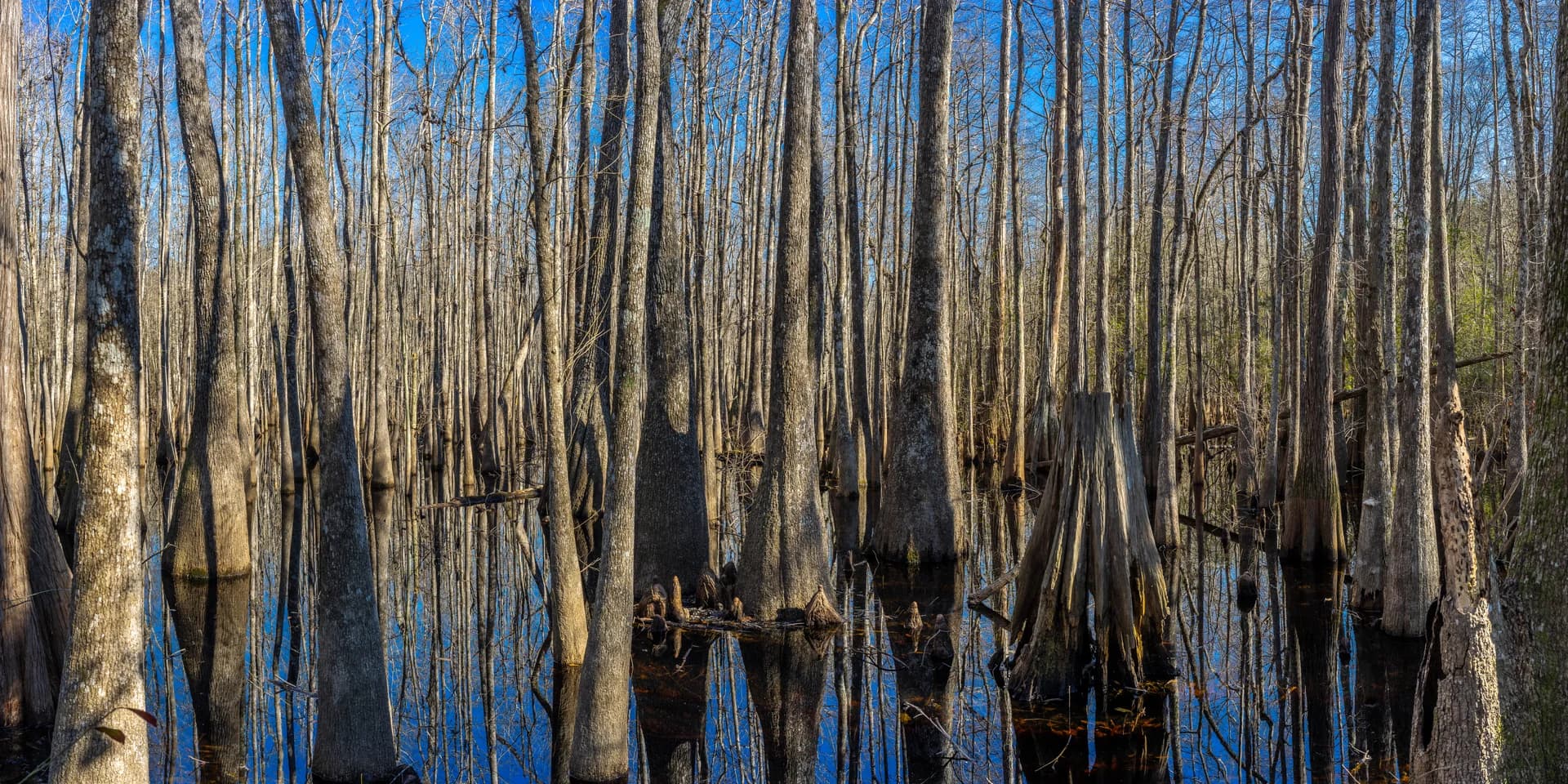 TREES PANO 2