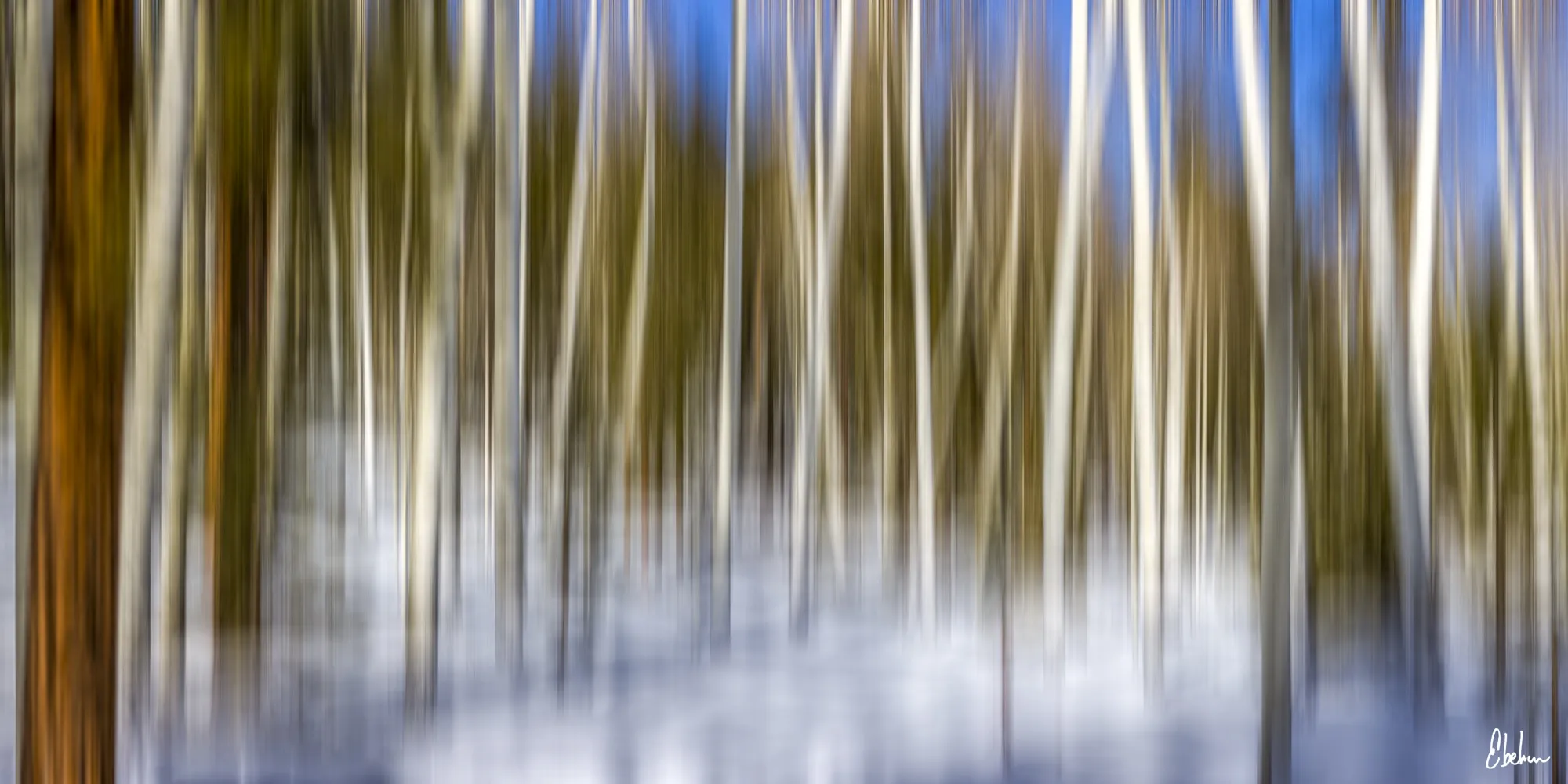 WINTER FOREST DREAM