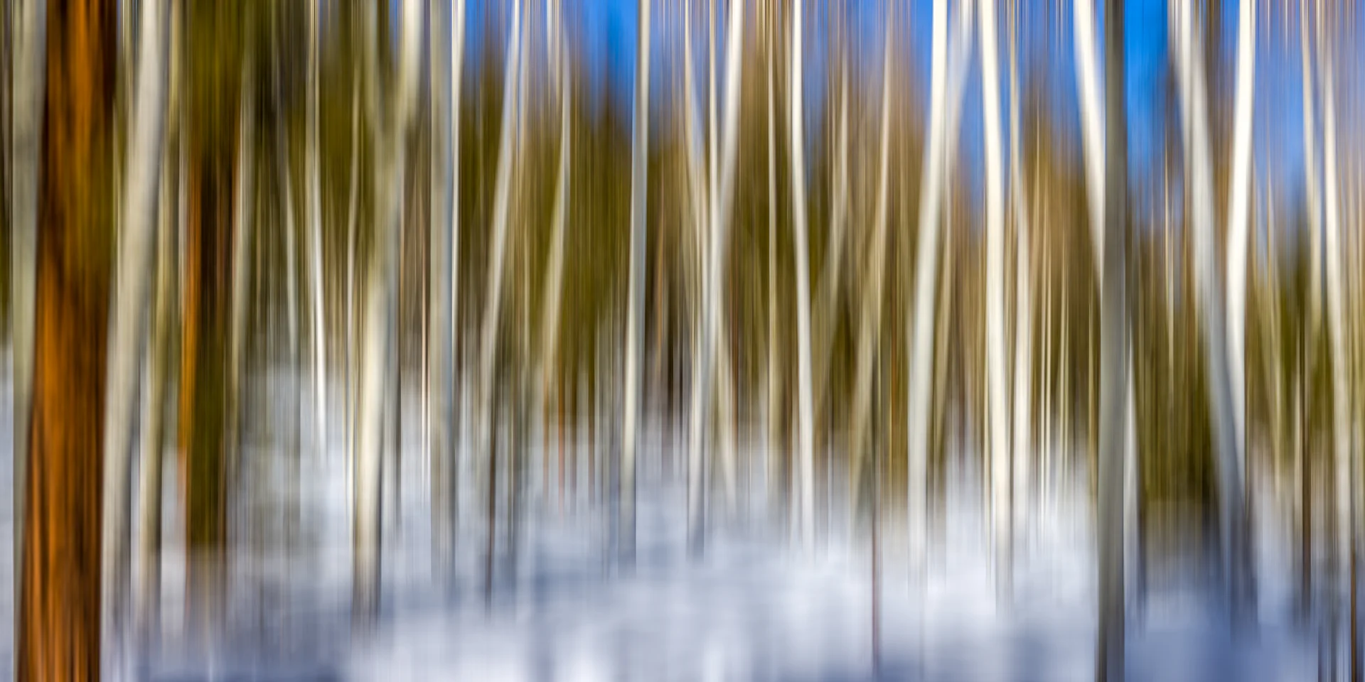 WINTER FOREST DREAM